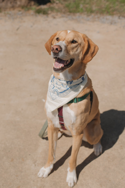 *NEW* Onsite Bandana